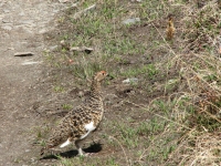 Mama and baby ptarmigan